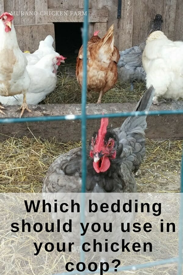 What Kind of Bedding For Chickens Should You Use in Your Coop 345 - What Kind of Bedding For Chickens Should You Use in Your Coop?