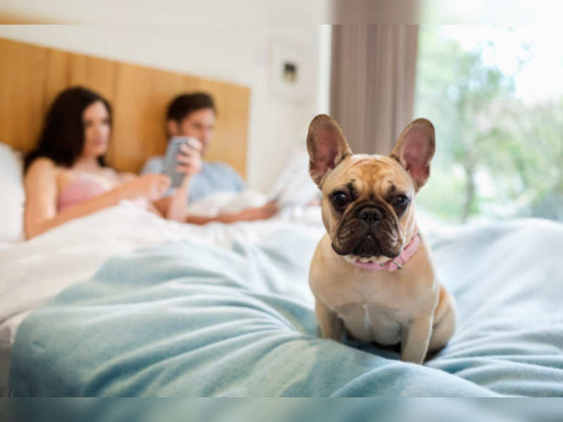 Dog Sleeping In Bed between couple 1676883668 - Dog Sleeping In Bed Ruining Relationship? Tips on How to Cope