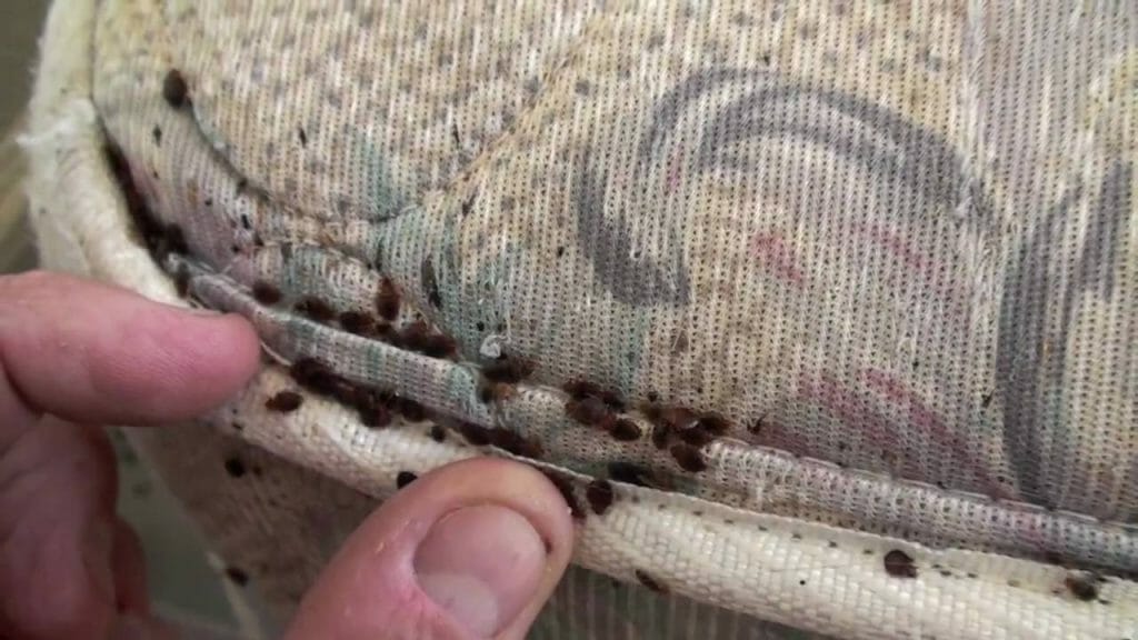 bed bugs 1676515080 - How To Find Bed Bugs? An Essential Checklist