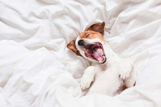 dog sleep on bed 1677436404 - Can My Dog Sleep In My Bed After Flea Treatment? Find Out!