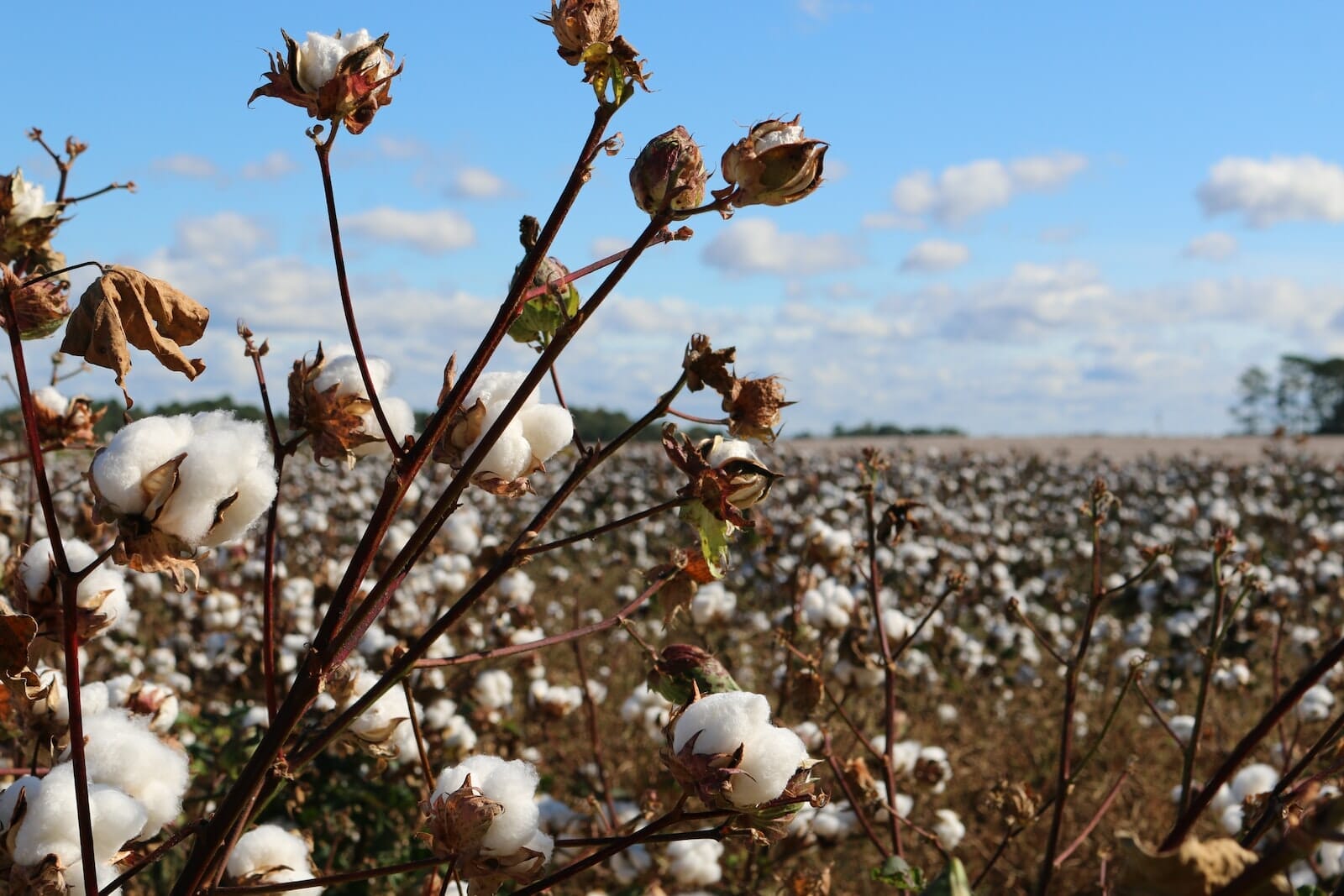 Does Egyptian Cotton Pill? – What You Need to Know